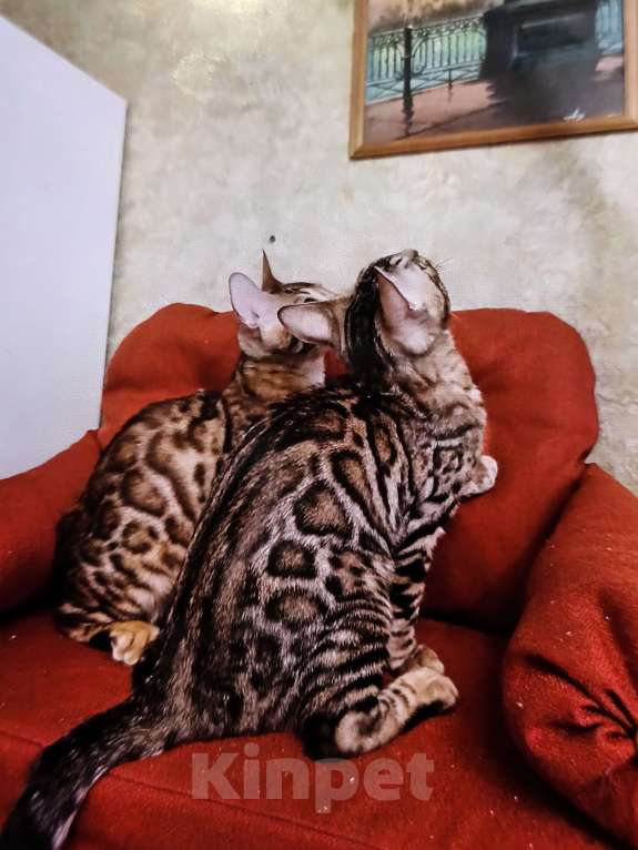 Кошки в Лыткарино: Бенгальский мальчик  с документами Мальчик, 20 000 руб. - фото 2