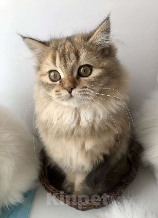 Кошки в Новосибирске: Шотландская кошка Девочка, 15 000 руб. - фото 5