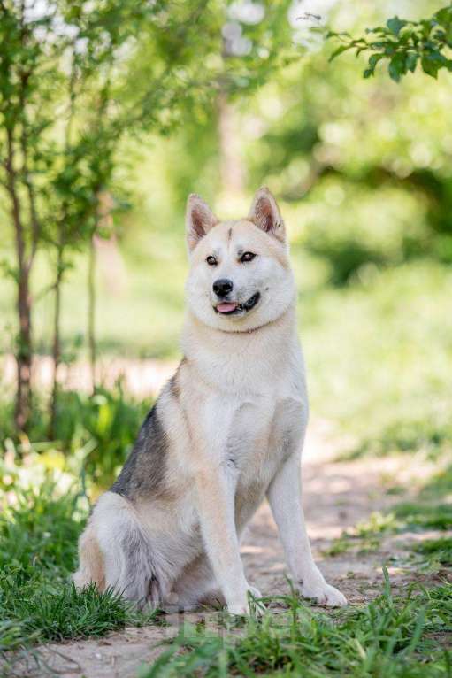 Собаки в других городах Московской области: Не только человеку нужен человек Девочка, Бесплатно - фото 2