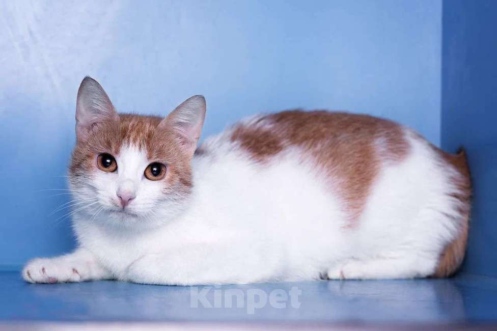 Кошки в Москве: Кошка-улыбка. Идеальнй компаньон Девочка, Бесплатно - фото 5