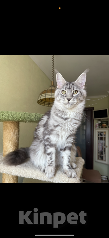 Кошки в Санкт-Петербурге: Деми Мур Девочка, 50 000 руб. - фото 5