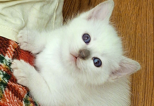 Тайская кошечка