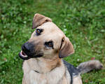 Собаки в Солнечногорске: Восхитительный парень с проникновенным взглядом Мальчик, Бесплатно - фото 2