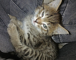 Кошки в Омске: отдам котенка, в добрые руки Мальчик, Бесплатно - фото 2