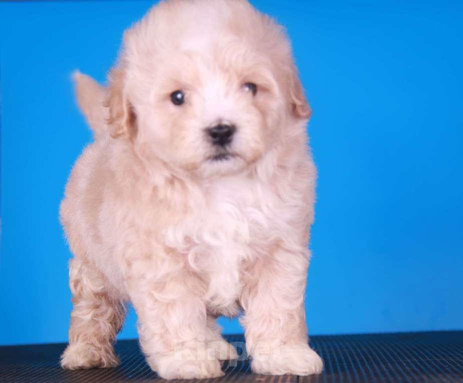 Собаки в Москве: мальтипу Ф1 щенки Мальчик, 150 000 руб. - фото 9