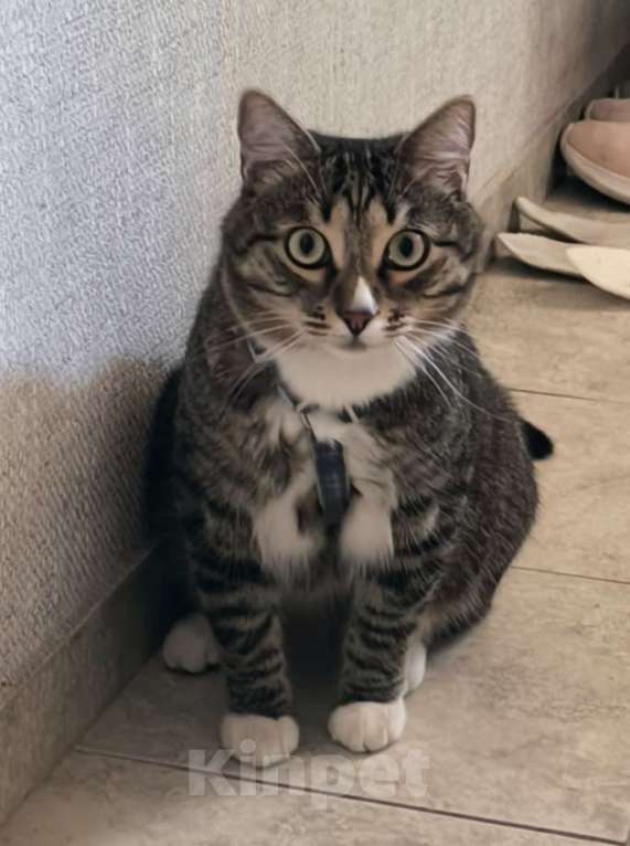 Кошки в Евпатории: Потерялся кот Тигрик Мальчик, 5 000 руб. - фото 1