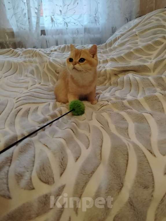 Кошки в Москве: Золотая шиншилла Мальчик, 40 000 руб. - фото 3