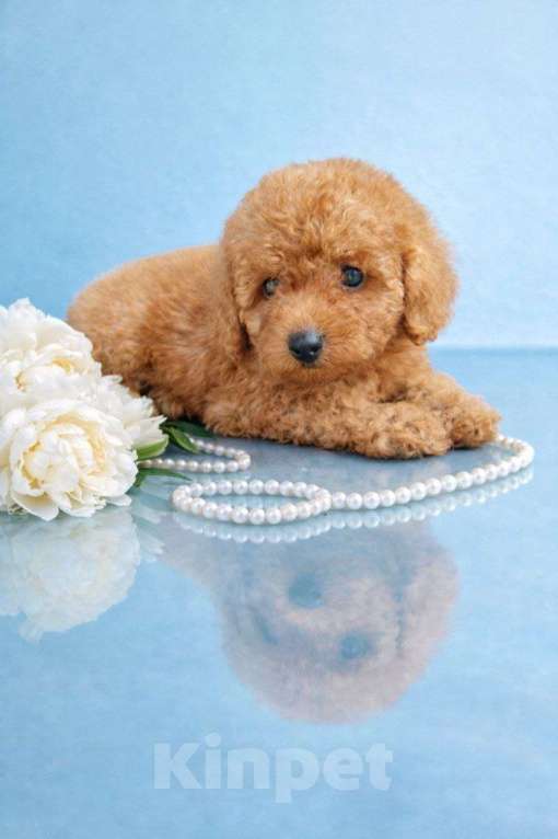 Собаки в Туле: Щенки пуделя Разнополые, 45 000 руб. - фото 5