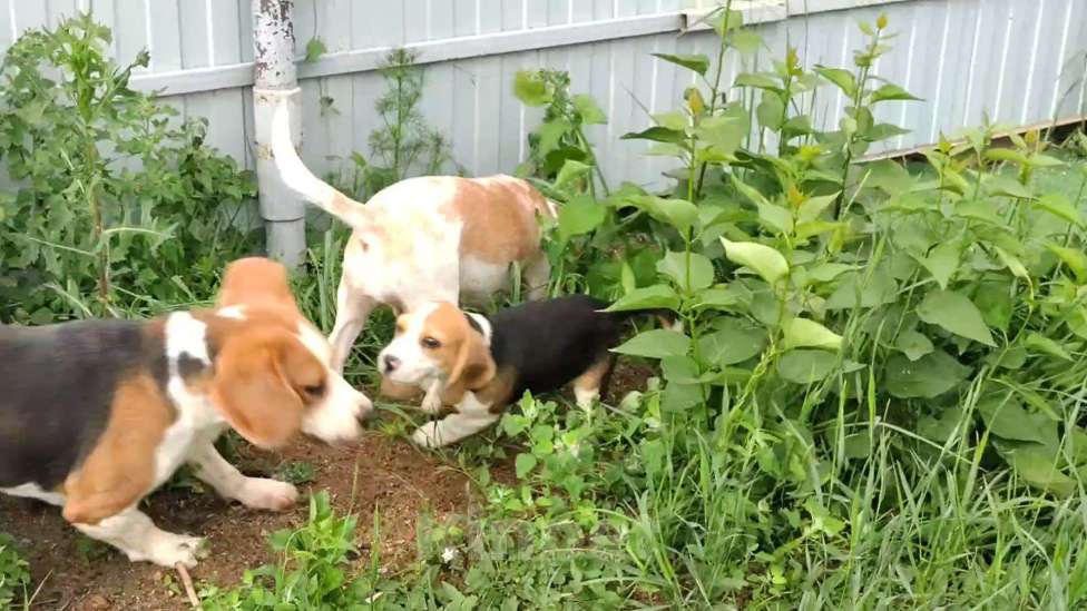 Собаки в Москве: Шикарный мальчик бигля Мальчик, 80 000 руб. - фото 6