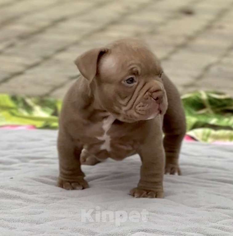 Собаки в Москве: Щенок Американский Булли Девочка, 150 руб. - фото 2