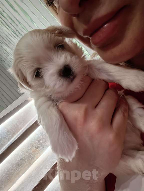 Собаки в Краснодаре: Мальтийская болонка,мальчик Мальчик, 50 000 руб. - фото 5