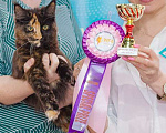 Кошки в Москве: Мейн-кун титулованная кошка шоу-класс 11 мес в разведение Девочка, 45 000 руб. - фото 10