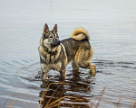 Собаки в Нарьяне-Маре: Кобель западно сибирской лайки, 3 года, на вязку. Мальчик, 1 руб. - фото 3