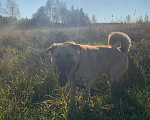 Собаки в Пушкино: Отличный парень Бублик в поиске дома и семьи! Мальчик, 10 руб. - фото 8