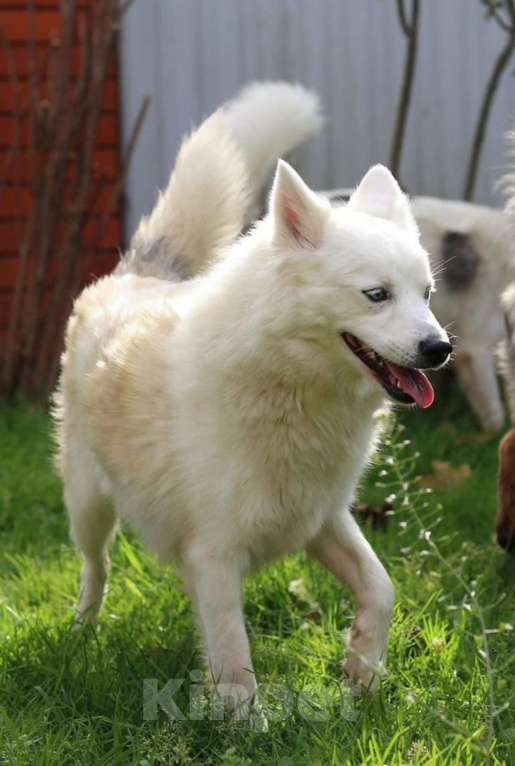 Собаки в других городах Московской области: Красивая и белоснежная собака в добрые руки бесплатно Девочка, Бесплатно - фото 2