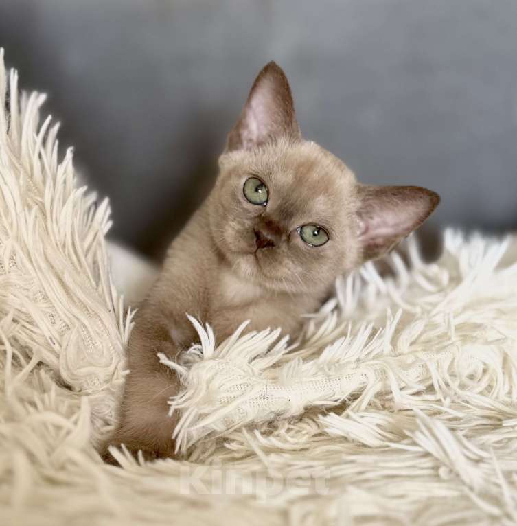 Кошки в Москве: Бурманские котята: открыто бронирование! Мальчик, 80 000 руб. - фото 4