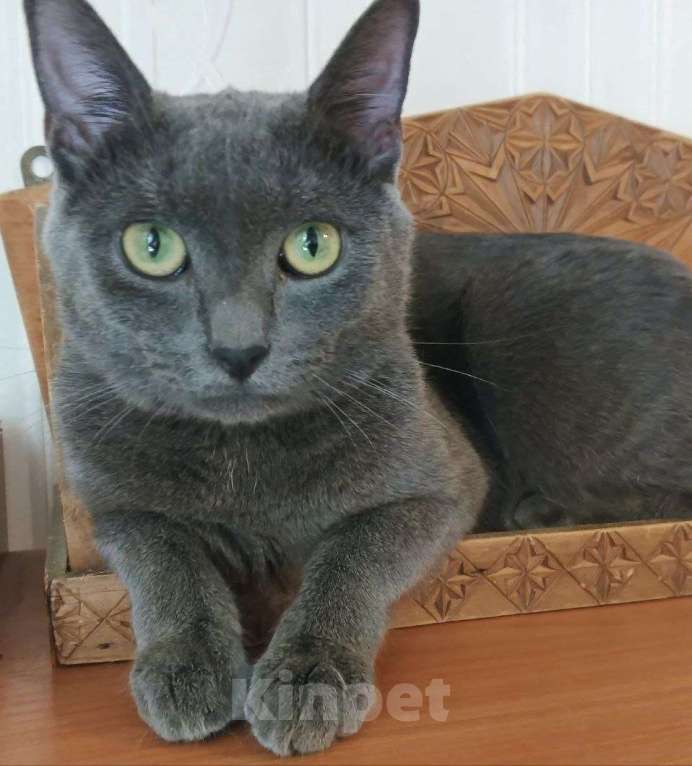 Кошки в Долгопрудном: Оскар идеален для дома Мальчик, Бесплатно - фото 5