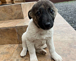 Собаки в Азове: Щенки бесплатно Девочка, Бесплатно - фото 4