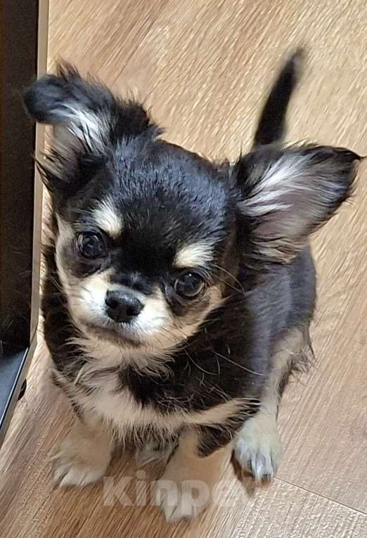 Собаки в Казани: Продается щенок с родословной Мальчик, 40 000 руб. - фото 2