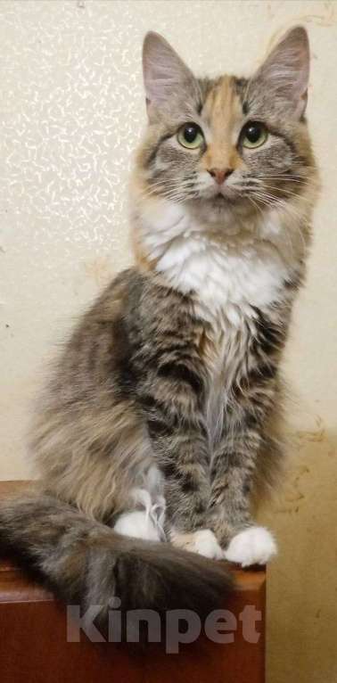 Кошки в Москве: котенок Лиса ищет дом Девочка, Бесплатно - фото 6