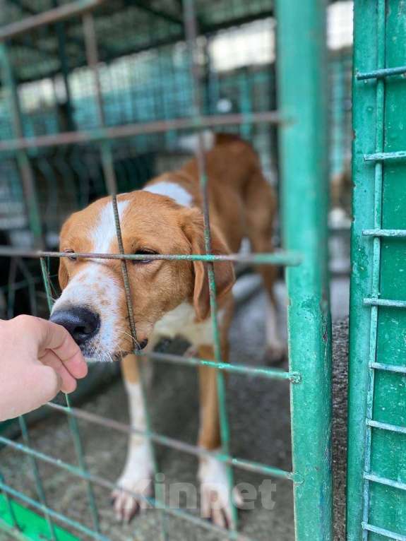 Собаки в других городах Краснодарского края: Роджер из приюта Поводог Сочи (отправим в любой город) Мальчик, Бесплатно - фото 2