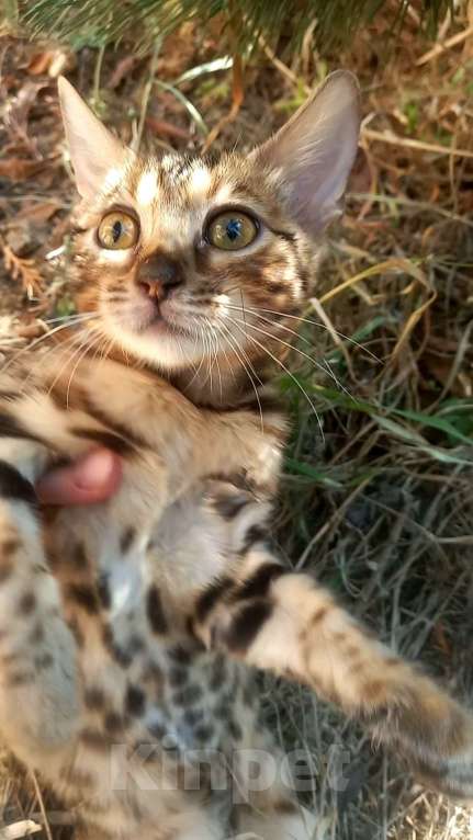 Кошки в Москве: Бенгальская девочка Девочка, 25 000 руб. - фото 6