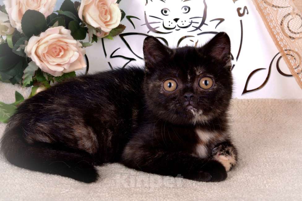 Кошки в Санкт-Петербурге: Британская малышка черепахового окраса (ген.тиккирована) Девочка, 50 000 руб. - фото 3