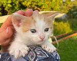 Кошки в Москве: Крохотный котенок ищет семью Мальчик, Бесплатно - фото 2