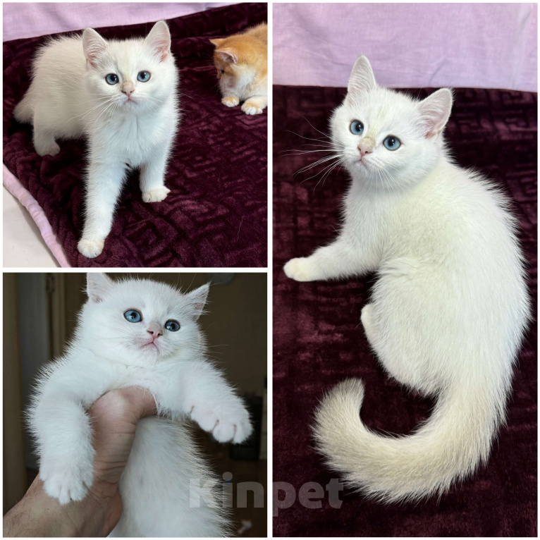 Кошки в Москве: Британские котята золотая голубая шиншилла Девочка, 50 000 руб. - фото 1