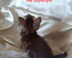 Кошки в Москве: котята курильские бобтейлы шикарного мраморного окраса Разнополые, 5 000 руб. - фото 3