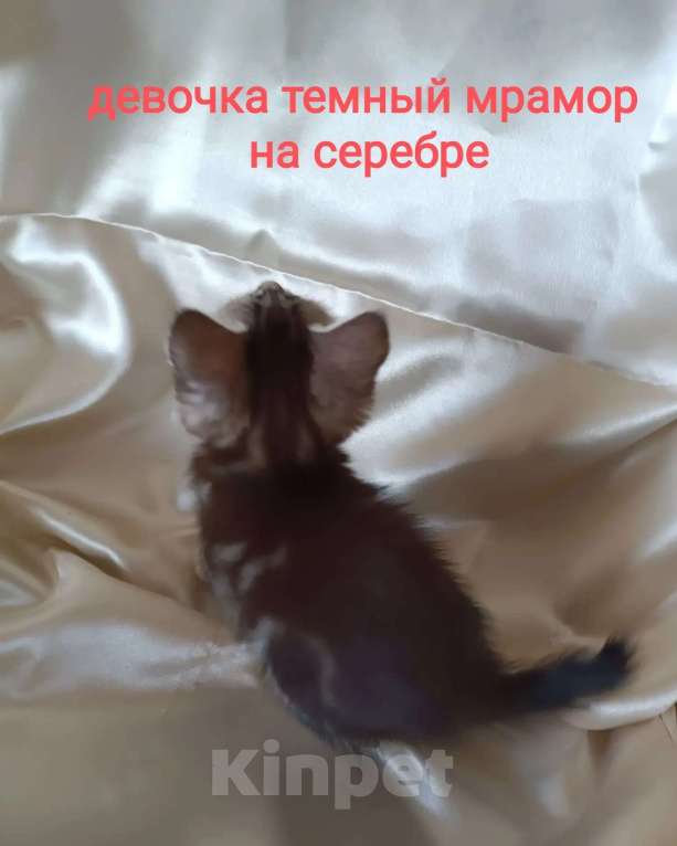 Кошки в Москве: котята курильские бобтейлы шикарного мраморного окраса Разнополые, 5 000 руб. - фото 3