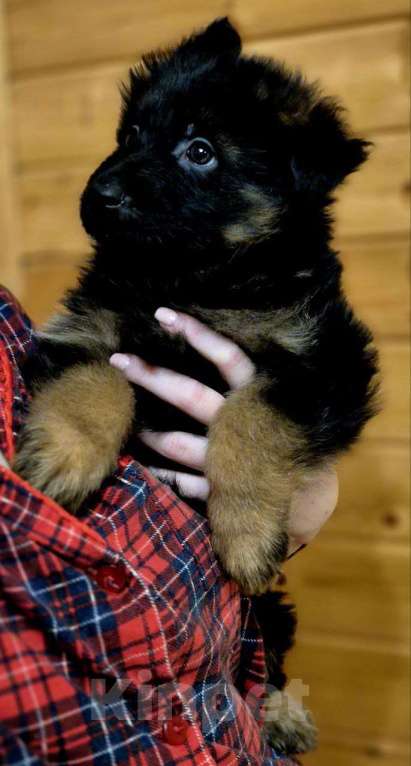 Собаки в других городах Московской области: Немецкая овчарка длинношёрстная Девочка, 55 000 руб. - фото 8