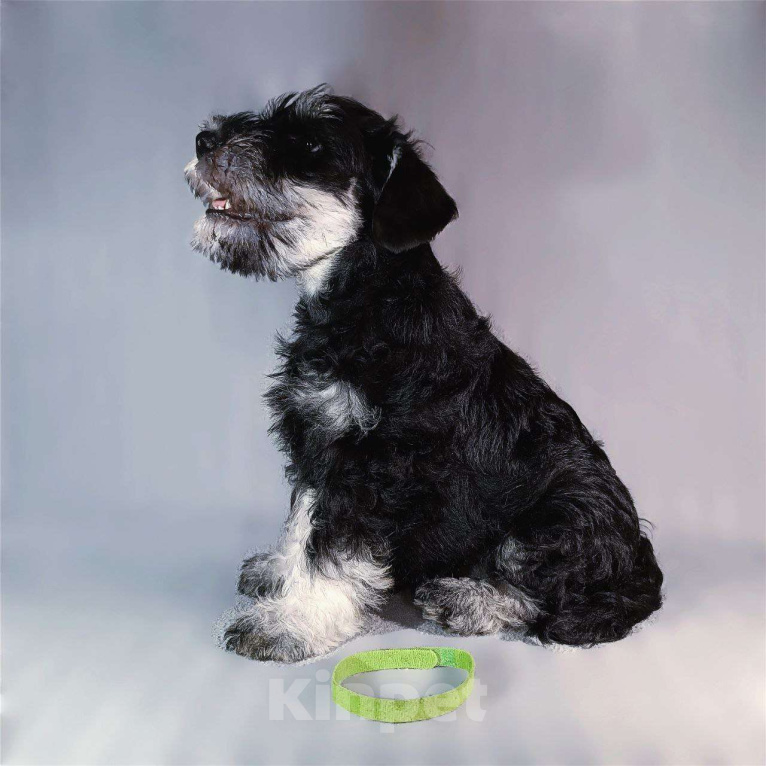 Собаки в Нижнем Новгороде: Цвергшнауцер Мальчик, 55 000 руб. - фото 1