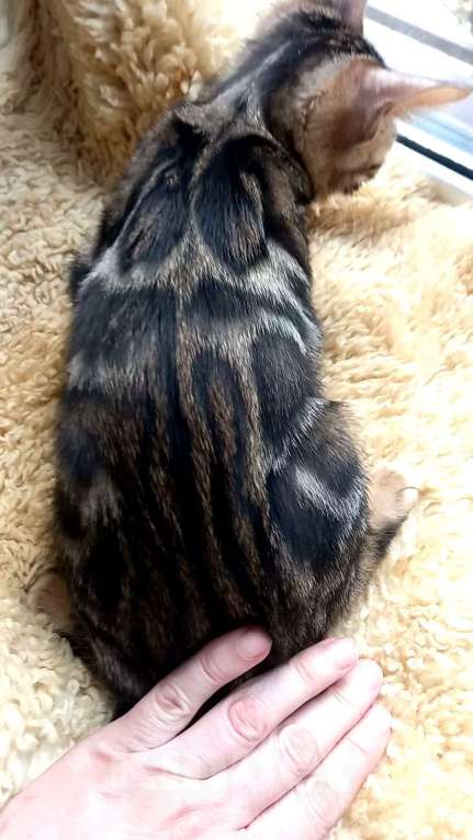 Кошки в Москве: Бенгальская девочка Девочка, 30 000 руб. - фото 5