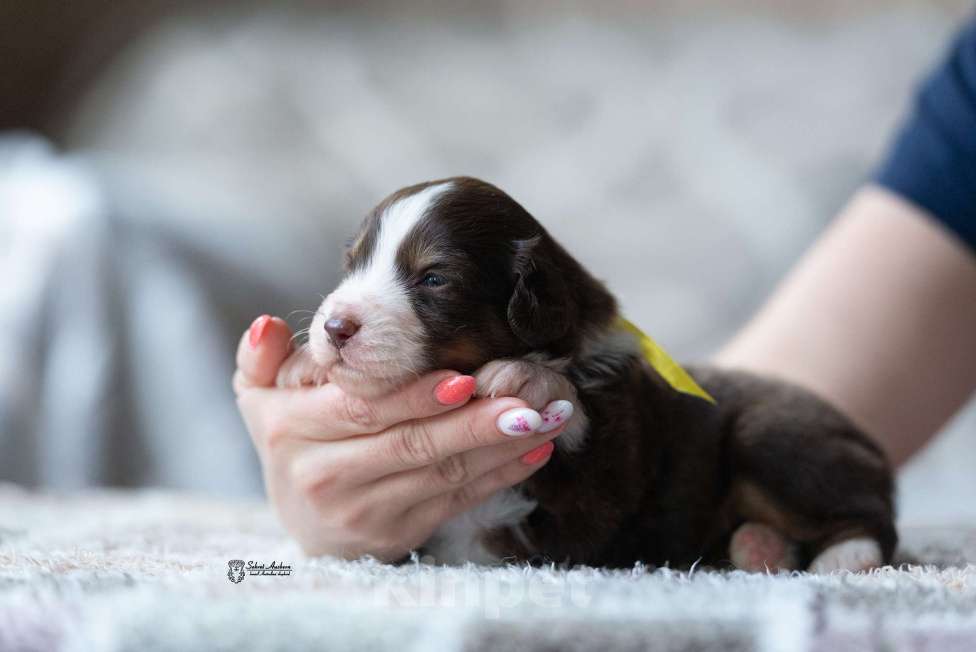 Собаки в Москве: Миниатюрная американская овчарка (мини-аусси) Мальчик, 150 000 руб. - фото 3