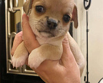 Собаки в других городах Московской области: Продам щенка Чихуахуа Девочка, 80 000 руб. - фото 3