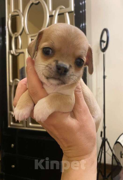 Собаки в других городах Московской области: Продам щенка Чихуахуа Девочка, 80 000 руб. - фото 3