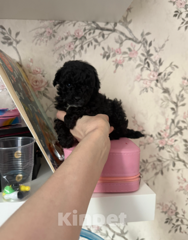 Собаки в Москве: Мальчик Мальчик, 30 000 руб. - фото 1