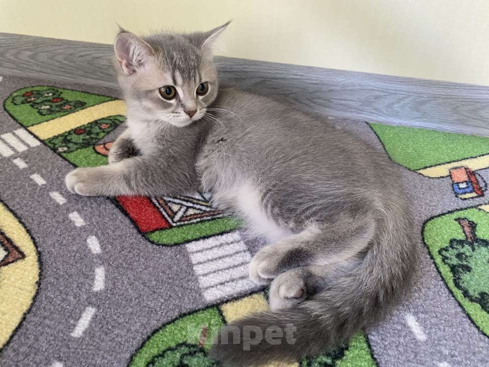 Кошки в других городах Московской области: Девочка британка серебристая шиншилла Девочка, 7 000 руб. - фото 8