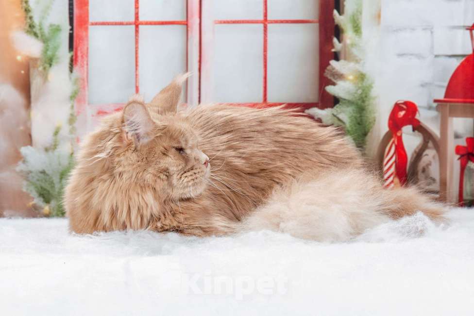 Кошки в Озерске: Харизматичная кошка мейн-кун Девочка, 25 000 руб. - фото 4