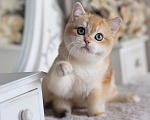 Кошки в Владивостоке: Британский котенок Heat Мальчик, 150 000 руб. - фото 10