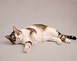 Кошки в Москве: Шурочка. Кошка, с которой дома становится теплее. Девочка, Бесплатно - фото 3