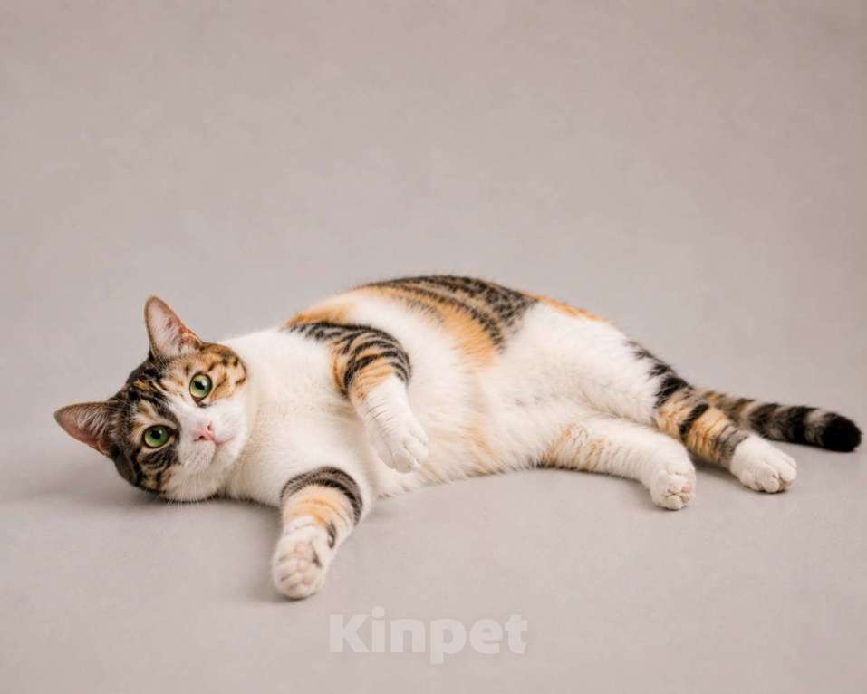 Кошки в Москве: Шурочка. Кошка, с которой дома становится теплее. Девочка, Бесплатно - фото 3