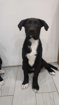 Бордер колли (Багира)