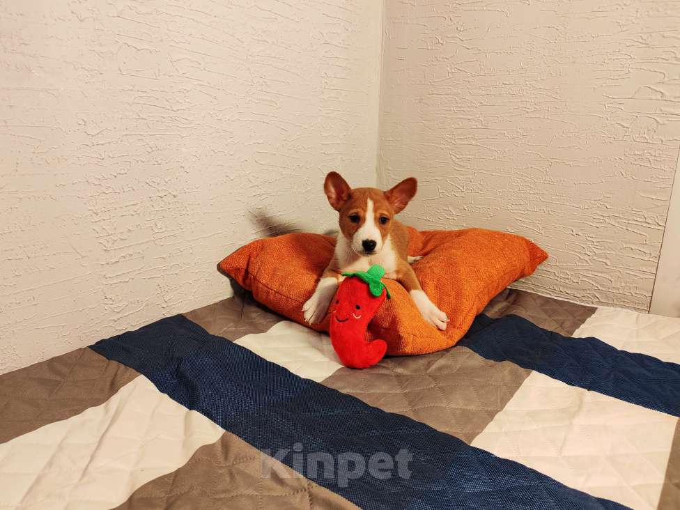 Собаки в Москве: Мальчик Басенджи  Мальчик, 40 000 руб. - фото 1