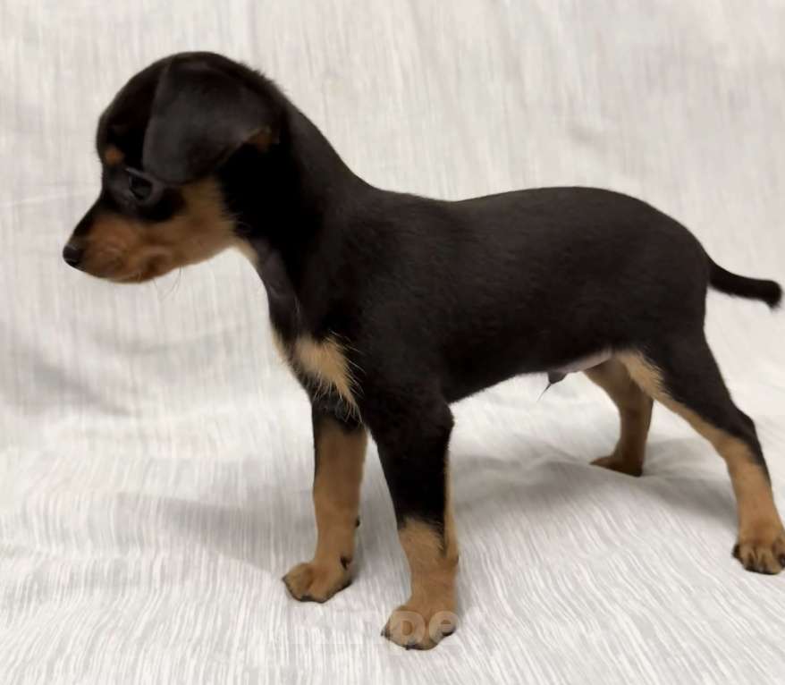 Собаки в Москве: Щенок пражский крысарик  Мальчик, Бесплатно - фото 3