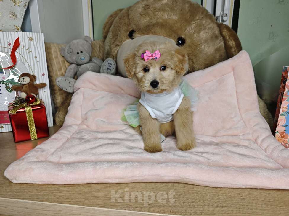 Собаки в Москве: Мальтипу  Девочка, 95 000 руб. - фото 4