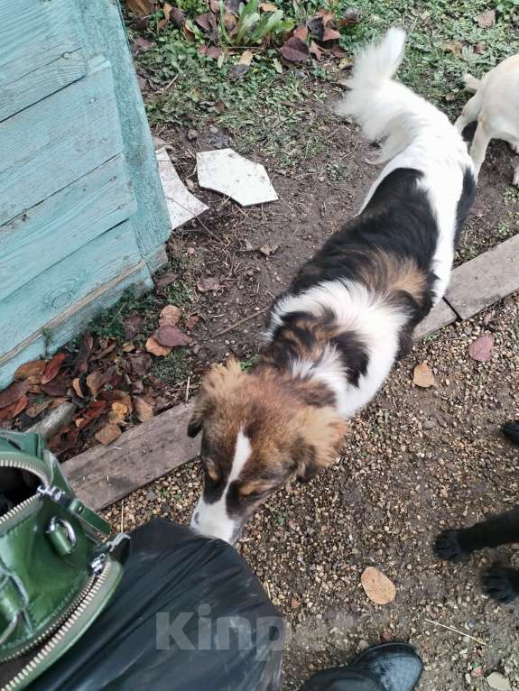 Собаки в других городах Краснодарского края: Найден пес Мальчик, Бесплатно - фото 3