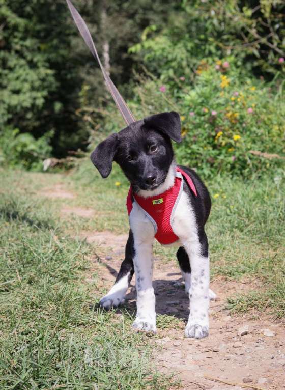 Собаки в Москве: Щенок 4х месяцев Лана в добрые руки  Девочка, Бесплатно - фото 3