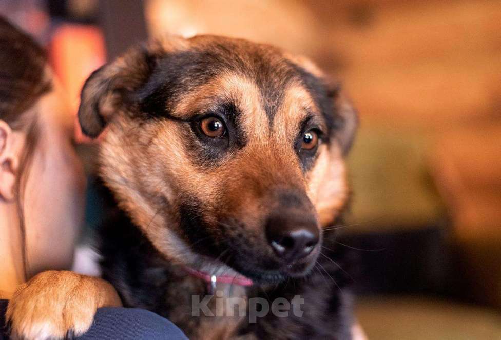 Собаки в Москве: Добрая и ласковая собачка Марта в добрые руки Девочка, 1 руб. - фото 4